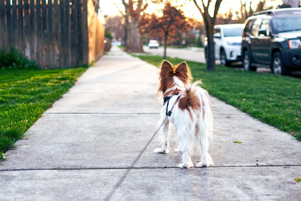 Dog Walking Tips, Benefits of Walking your Dog